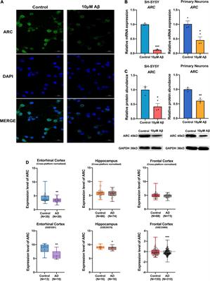 Methyltransferase-Like 3 Rescues the Amyloid-beta protein-Induced Reduction of Activity-Regulated Cytoskeleton Associated Protein Expression via YTHDF1-Dependent N6-Methyladenosine Modification
